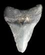 Bargain, Juvenile Megalodon Tooth - Georgia #43042-1